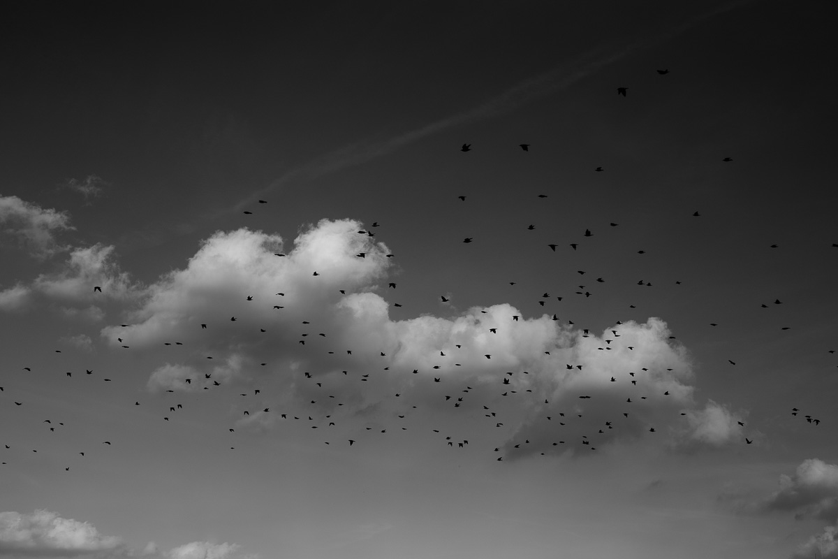 Vogelschwarm am Himmel