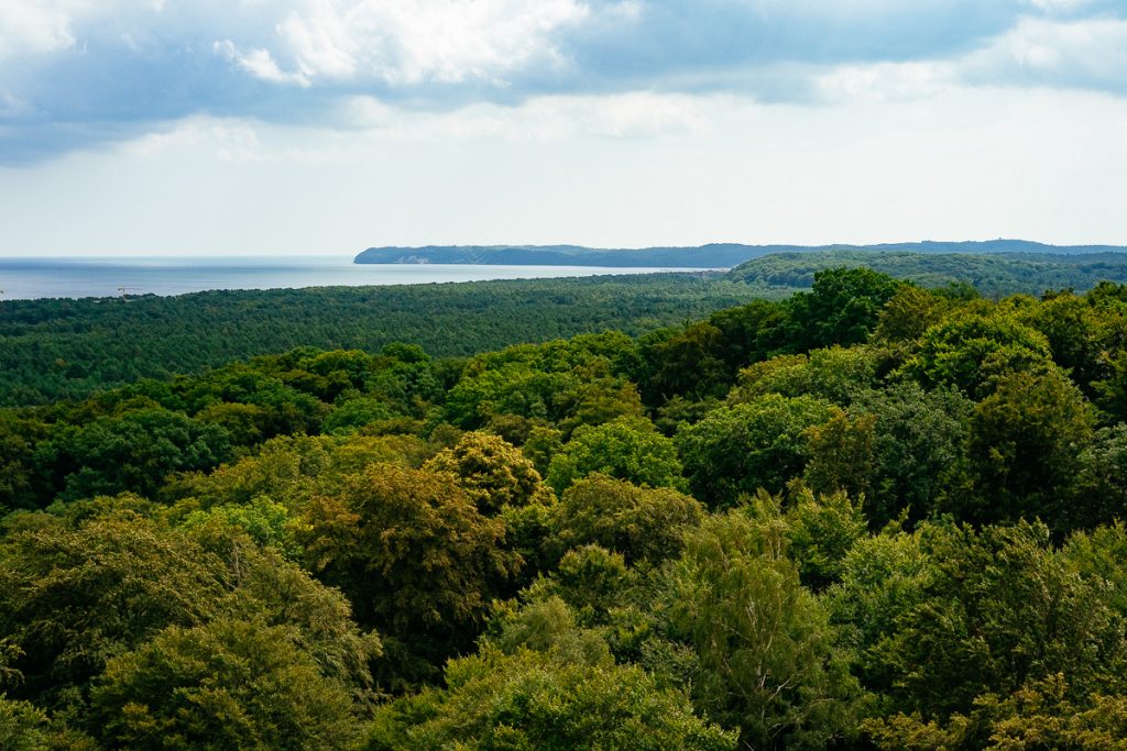 Rügener Wald Martin Waury Fotografie