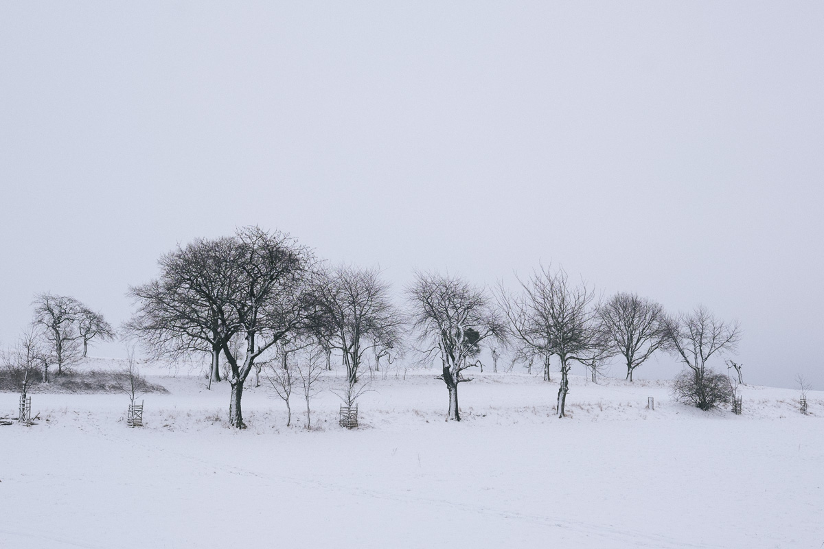 Kahle Winterbäume bei Dresden