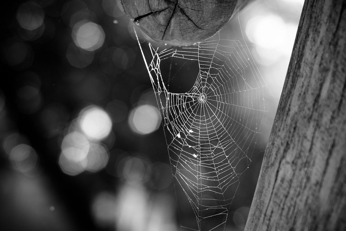 Ein Spinnennetz an einer Kinderschaukel